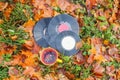 Vntage vinyl records and ceramic cup of tea on fall leaves