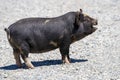 Vocal Black Pot-Bellied Pig on Gravel