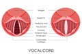 Vocal Cord Royalty Free Stock Photo