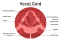 Vocal cords anatomical structure. Human voice closed organ Royalty Free Stock Photo