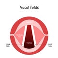 Vocal folds. The Human Voice