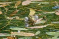 The vocal sacs of a male frog