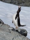 Vocalizing Gentoo with Its Head Thrown Back Royalty Free Stock Photo