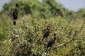 Vocalizing Neotropical Cormorant with Listeners