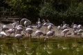 A flock of white flamingos with pink feathers stands in the water, escaping the heat under the bright sun.