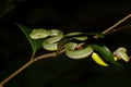 Vogel's green pitviper Trimeresurus vogeli Baby Close-up