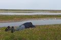 Vogelfotograaf bij het Wagenjot; Bird photographer at the Wagenjot, Texel Royalty Free Stock Photo