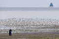 Vogelfotograaf, Bird Photographer