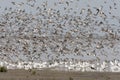 Vogels op Waddenzee, Birds at Wadden Sea Royalty Free Stock Photo