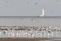 Vogels op Waddenzee, Birds at Wadden Sea Royalty Free Stock Photo