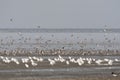 Vogels op Waddenzee, Birds at Wadden Sea Royalty Free Stock Photo