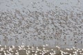 Vogels op Waddenzee, Birds at Wadden Sea Royalty Free Stock Photo