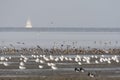 Vogels op Waddenzee, Birds at Wadden Sea Royalty Free Stock Photo