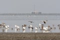 Vogels op Waddenzee, Birds at Wadden Sea Royalty Free Stock Photo