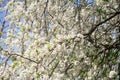The voice of spring against the background of flowering fruit trees, reviving after a winter sleep