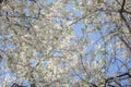 The voice of spring against the background of flowering fruit trees, reviving after a winter sleep Royalty Free Stock Photo