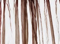 Voile curtain dark brown