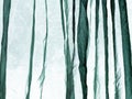 Voile curtain green