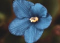 Blue African violet in bloom