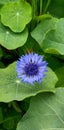 Voilet flower with green leaves