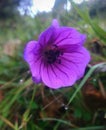 Voilet flower in meadow