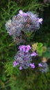 Voilet flower in meadow