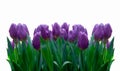 Voilet tulips isolated on white Royalty Free Stock Photo