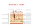 Vol.2 Structure of the skin info blank illustration vector on white background. Beauty concept. Royalty Free Stock Photo