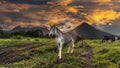 Volcan Arenal dominates the landscape during sunset