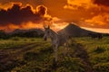 Volcan Arenal dominates the landscape during sunset,