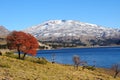 Volcan Copahue, Argentina. Royalty Free Stock Photo