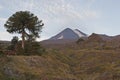 Volcan Llaima in Conguillo nacional park, Chile Royalty Free Stock Photo