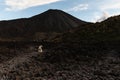 Volcan Pacaya Dog Royalty Free Stock Photo