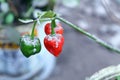 Volcanic ash from the eruption of Mount Merapi on chilli plants Royalty Free Stock Photo