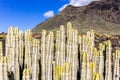Volcanic desert landscape with cactuses and mountains, Canary Islands, Spain
