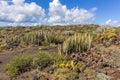 Volcanic desert landscape with cactuses and mountains, Canary Islands, Spain