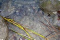 Bubbles caused by volcanic gases at Lake Maria Laach, Eifel, Germany Royalty Free Stock Photo