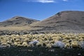 Volcanic Landscape in Argentina,Argentina Royalty Free Stock Photo