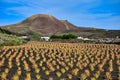 A volcanic landscape with a farm and a field with Aloe vera in front. Lanzarote , Spain