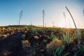 Volcanic landscape with mexican agave plants and sunset in Lanzarote, Spain