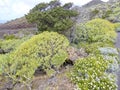 Volcanic landscape near Orchilla lighthouse, El Hierro island. Spain