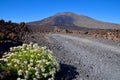 Volcanic landscape of Teide National park with Pico Viejo volcano and Chamomile flowers in the foreground in Tenerife. Royalty Free Stock Photo