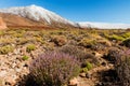 Volcanic landscape, Teide, Tenerife Royalty Free Stock Photo
