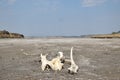 Volcanic landscapes at Lake Magadi, Kenya