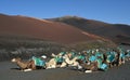 Volcanic landscapes of Lanzarote with camels