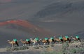 Volcanic landscapes of Lanzarote with camels