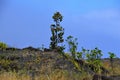 Volcanic Lava Landscape in Volcanoes National Park, Big Island, Hawaii Royalty Free Stock Photo