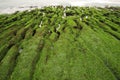 Volcanic reef formation of tidal creeks.