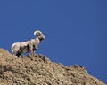 Volcanic rock and Bighorn Ram