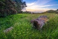 Volcanic rock in a meadow